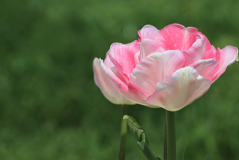 pink tulip, spring, flowers, bloom, plant, floral, colorful HD wallpaper