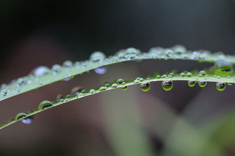 Close Up Photo of Water Drops, clean, clear, close-up, dew, droplets HD wallpaper