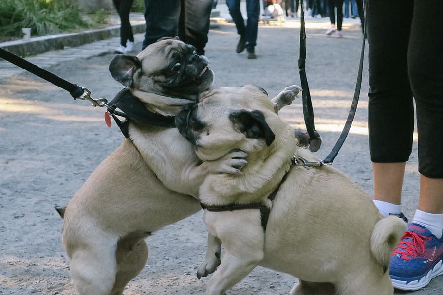 canada, montreal, playing, pug, dogs, pugs, mammal, animal themes HD wallpaper