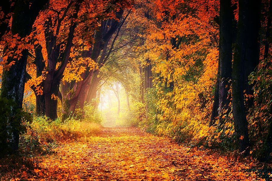 Photography of Maple Trees, forest, light, park, road, scenic HD wallpaper