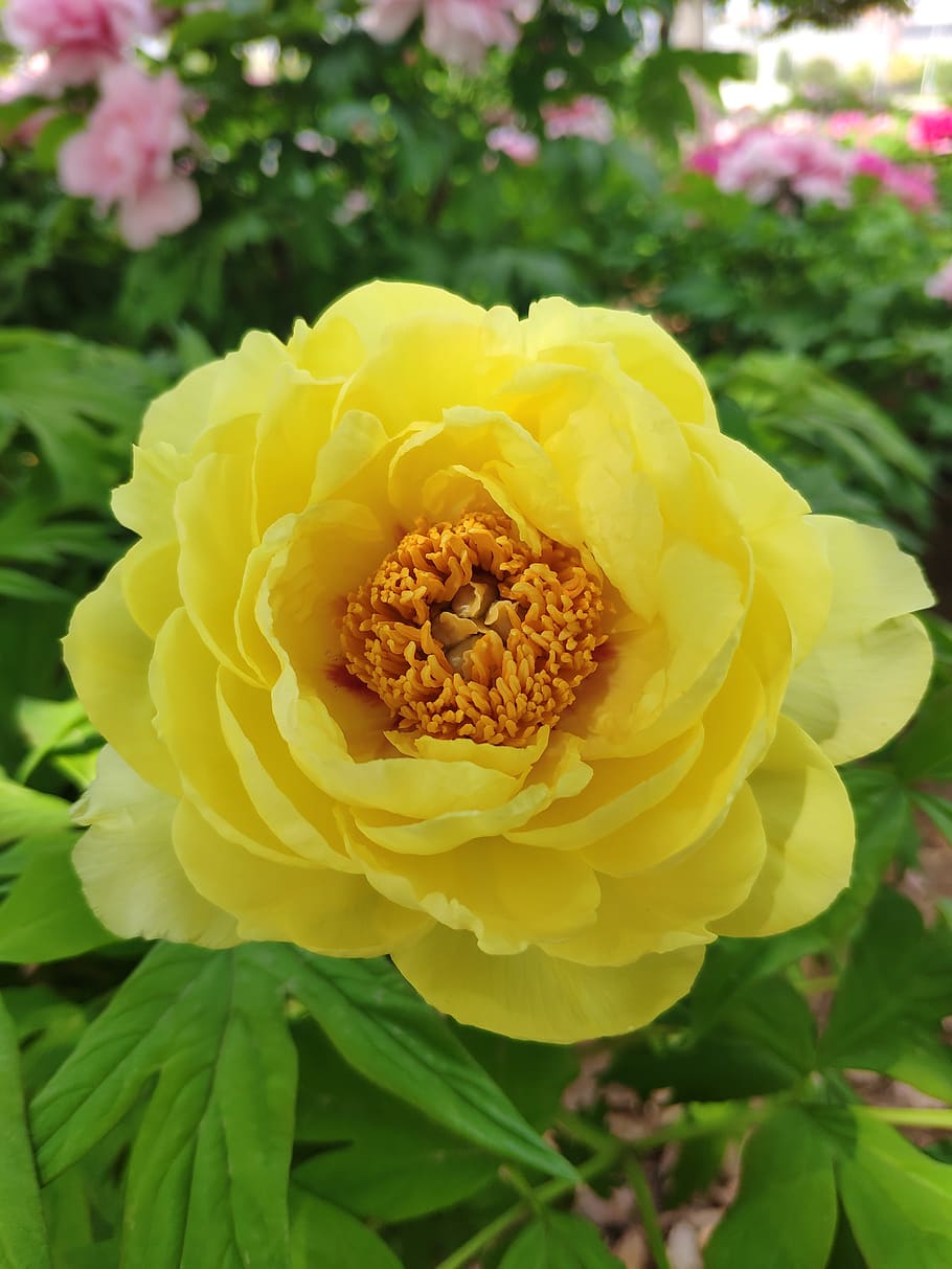 peony, in full bloom, flower, spring, yellow, flowering plant HD wallpaper