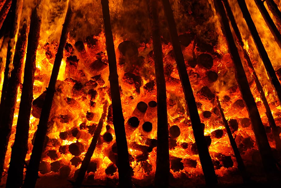 Low Angle Photography of Trees, burning, fire, flame, heat, no people HD wallpaper