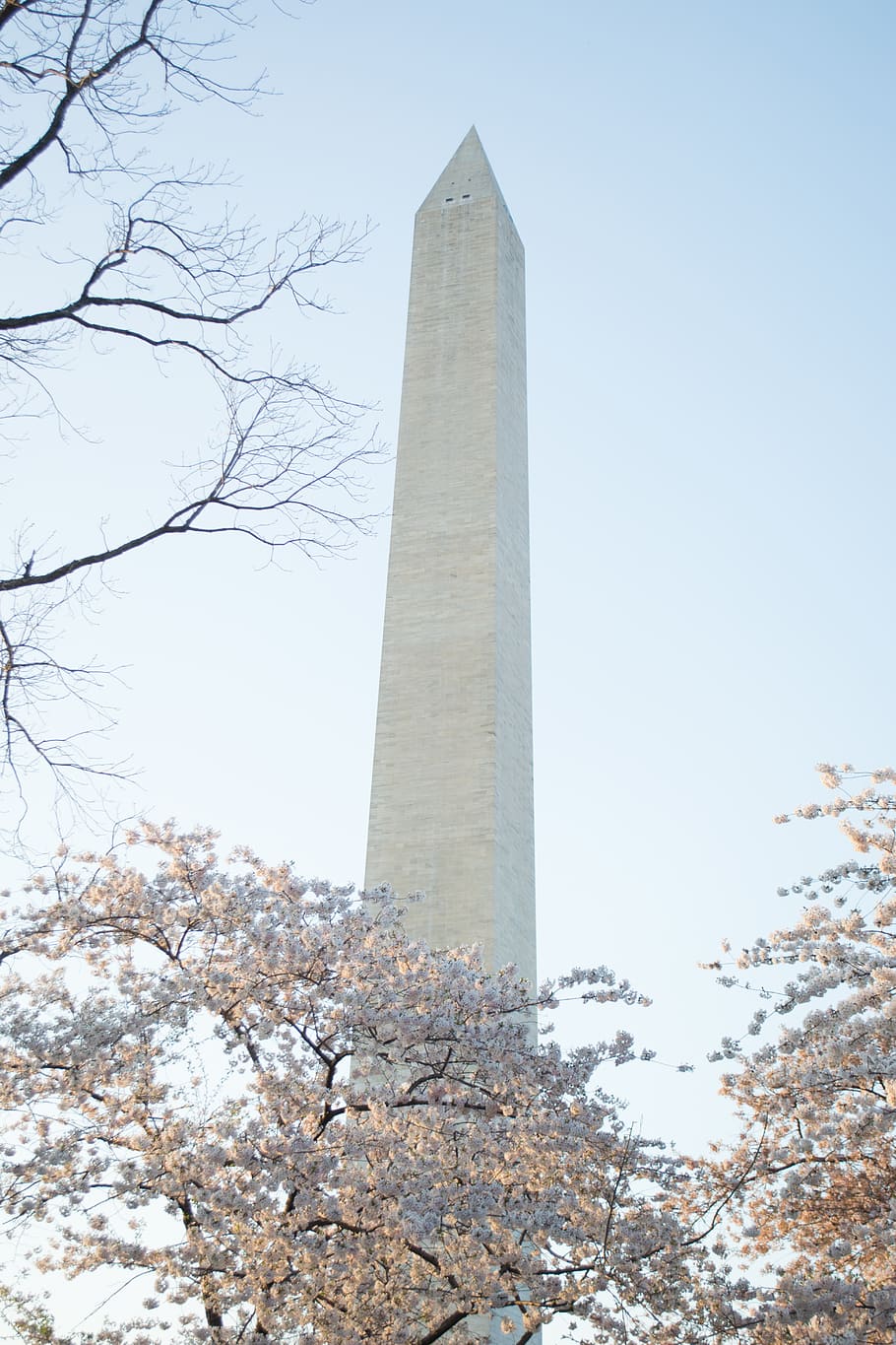 monument, building, architecture, pillar, obelisk, column, flower HD wallpaper