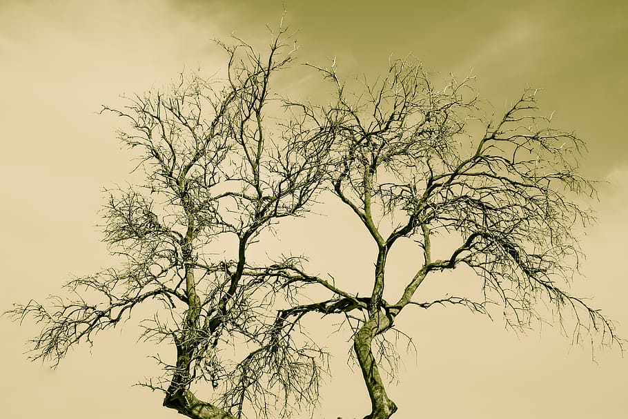 tree, branches, nature, autumn, sky, plant, bare tree, low angle view HD wallpaper