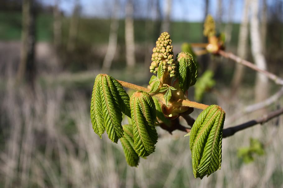 denmark, tree, spring, plant, growth, focus on foreground, green color HD wallpaper