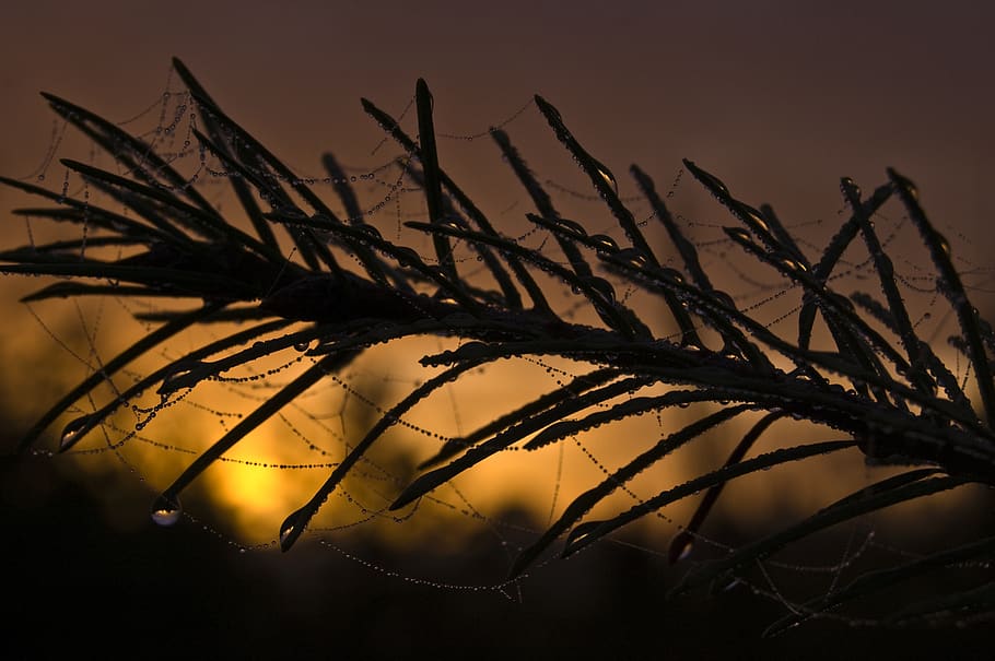 nature, close up, sunset, dew, dew drop, spiderweb, plant, sky HD wallpaper