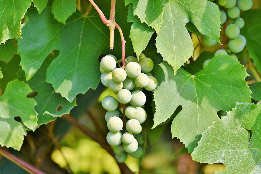 grapes, vine, fruit, winegrowing, grapevine, green, rebstock HD wallpaper