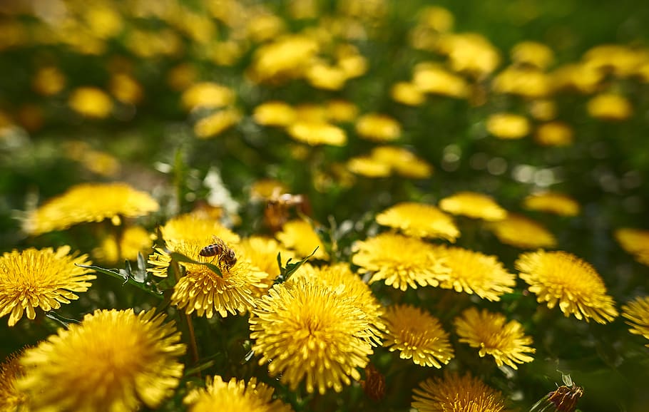 Selective Focus Photo of Yellow Flowers, beautiful, bee, bloom HD wallpaper