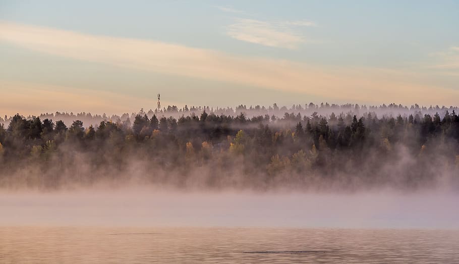 trees covered in fog, nature, weather, mist, outdoors, lake, morning HD wallpaper