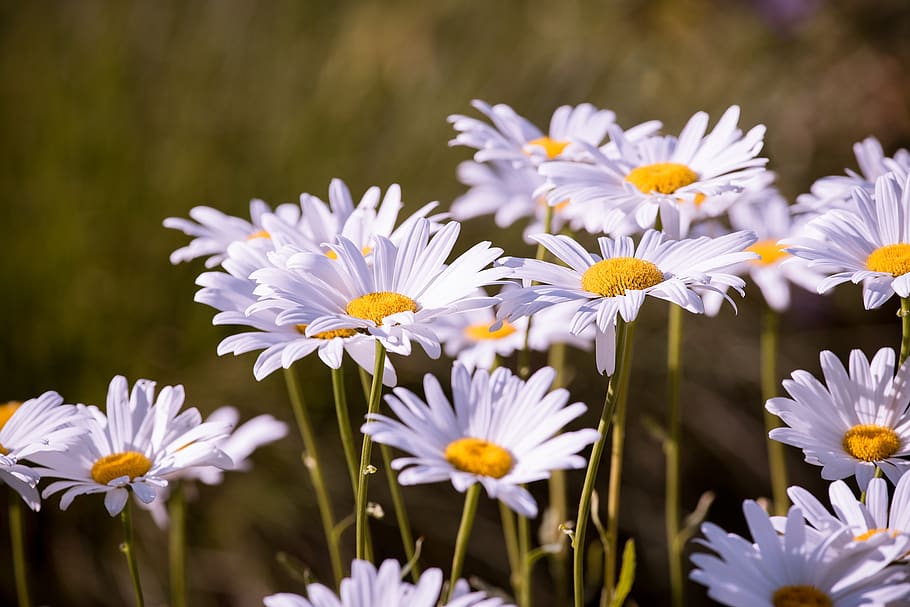 Daisy Flower, bloom, blossom, flora, flowers, leucanthemum, nature HD wallpaper