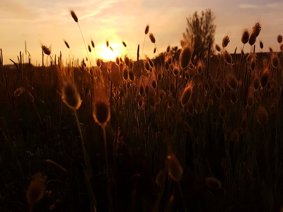 wheat field under sunset, growth, plant, sky, land, beauty in nature HD wallpaper