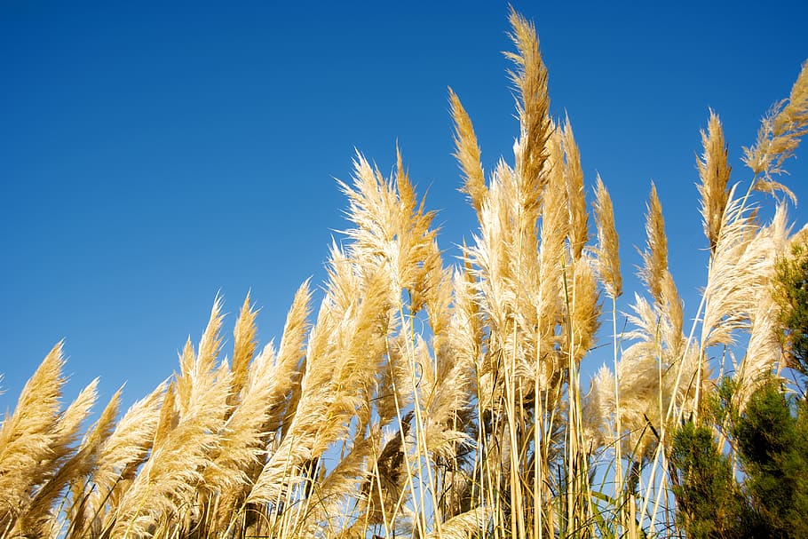 grass, wind, sky, nature, colorful, growth, plant, agriculture HD wallpaper