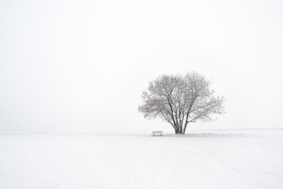 lone bare tree coated with snow, cold temperature, winter, beauty in nature