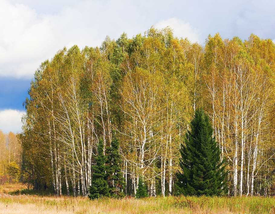 trees, woods, forest, nature, green, plant, growth, land, sky HD wallpaper