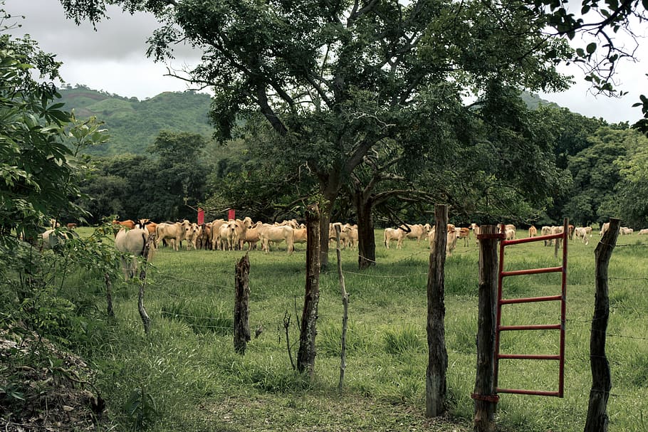 panama, toro, ranch, cattle, plant, tree, land, field, boundary HD wallpaper