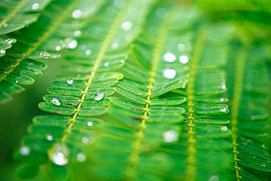 droplets on green leaves, fern, flora, plant, water, tree, conifer HD wallpaper