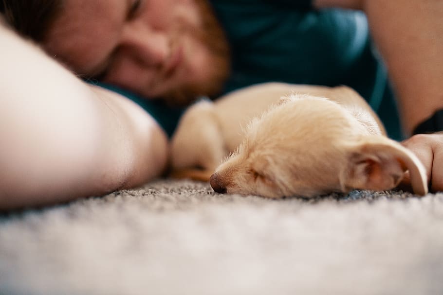 Close-Up Photo of Dog Sleeping Beside Man, adorable, animal, blur