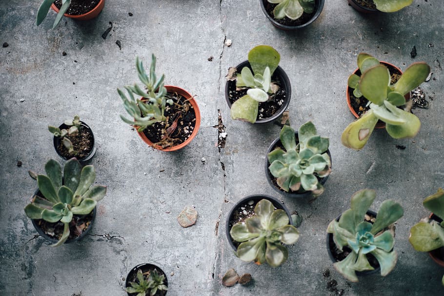 assorted succulent plants, aloe, flora, cactus, creme, dessert HD wallpaper