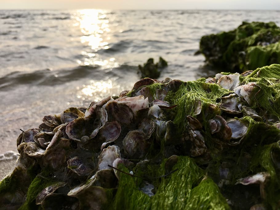 united states, ocracoke, shells, ocean, ocracoke island, sunset HD wallpaper