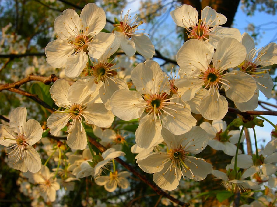 flower, plant, flowering plant, growth, freshness, fragility HD wallpaper