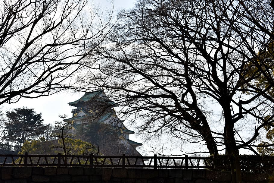 tree, architecture, plant, built structure, bare tree, low angle view HD wallpaper