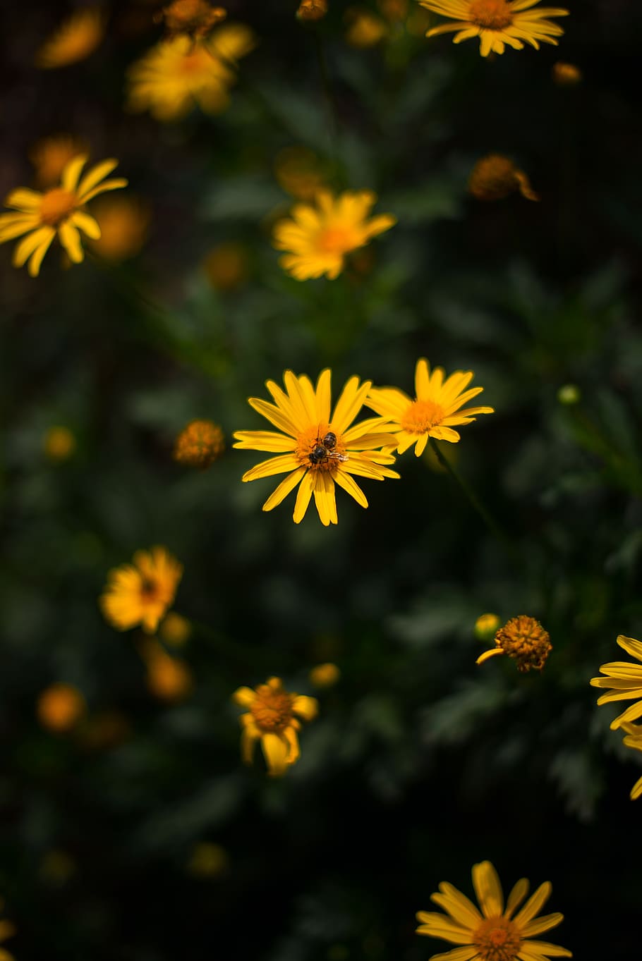 warm, yellow, flowers, bees, flowering plant, freshness, vulnerability HD wallpaper