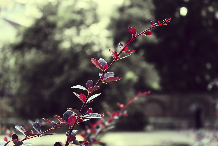 mood, macro, blur, leafs, red, green, gray, grow, plant, growth HD wallpaper