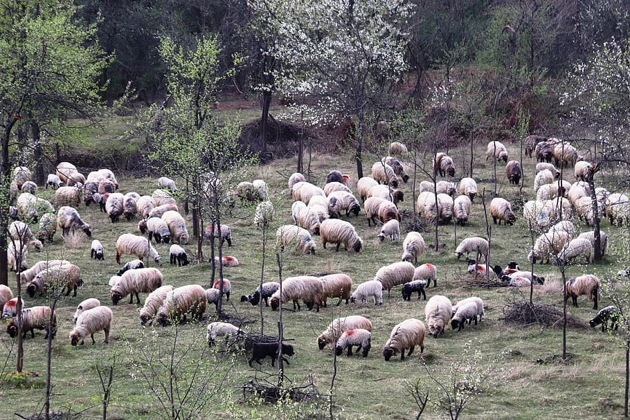sheepfold, berger, occupation, lamb, rural, romania, ram, pastoral HD wallpaper