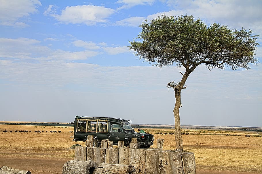tree, transportation, mode of transportation, land vehicle HD wallpaper