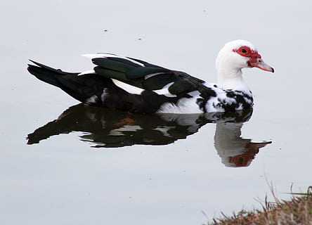 HD wallpaper: muscovy duck, life, white duck, bulbous red face, domesticated - Wallpaper Flare