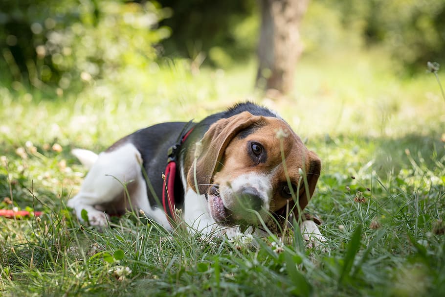 Tri-color Basset Hound Resting on Ground, adorable, animal, animal photography