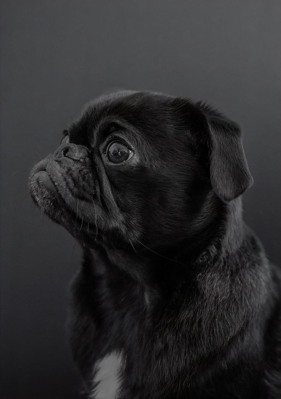 black pug puppy, one animal, animal themes, mammal, studio shot HD wallpaper
