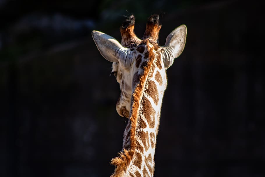 brown and beige giraffe, one animal, animal themes, mammal, animal body part HD wallpaper