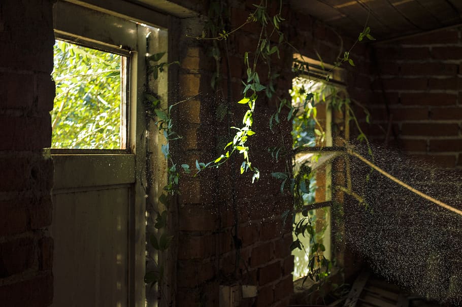 plant, architecture, no people, growth, abandoned, old, plant part HD wallpaper