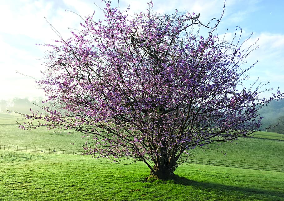 spring, flower, tree, sun, morning, nature, sky, light, blossom HD wallpaper