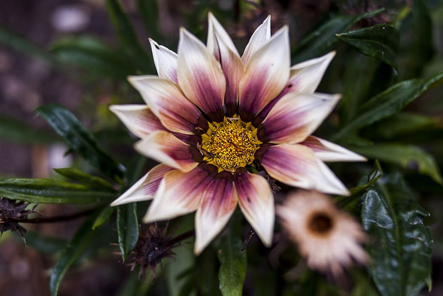 nature, plant, flower, leaf, flowering plant, freshness, vulnerability HD wallpaper