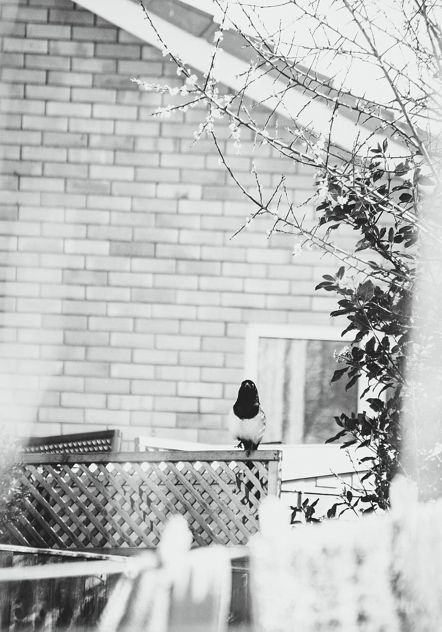 Black and White Photograph of Perching Bird, perched bird, built structure HD wallpaper
