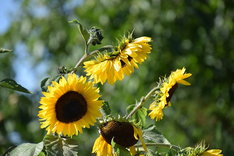 nature, plant, summer, leaf, flower, garden, sunflower, grow HD wallpaper