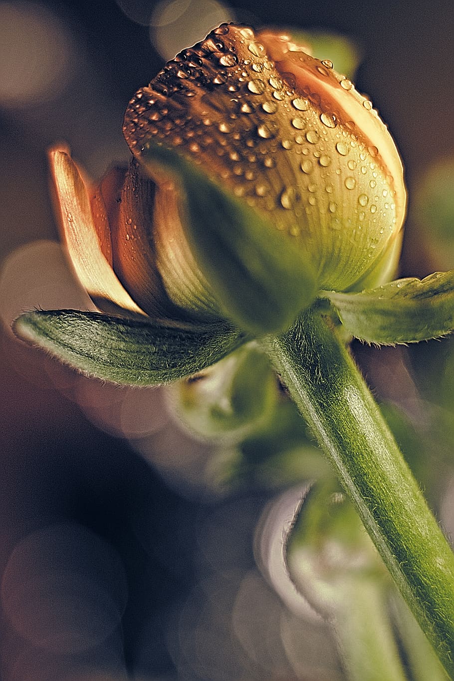 ranunculus, drip, dew, spring, bloom, blossom, buttercup, macro HD wallpaper