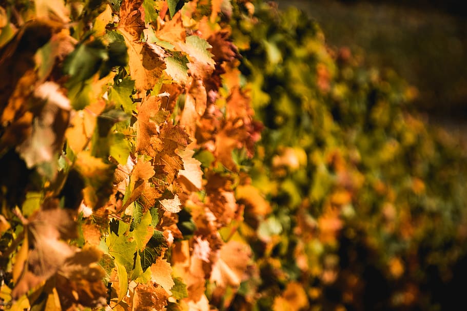 selective focus photography of maple leaf, salgesch, switzerland, HD wallpaper