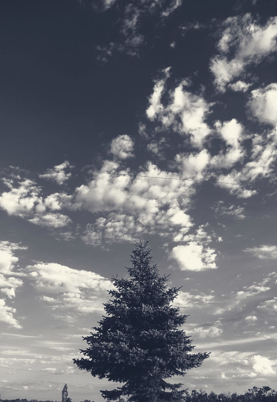 tree, clouds, sky, cloud - sky, low angle view, plant, beauty in nature HD wallpaper