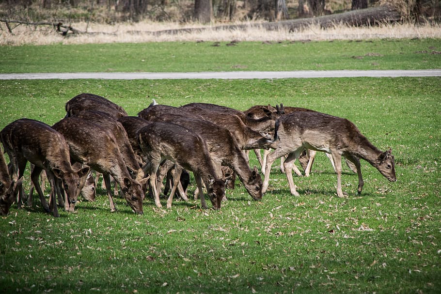 fallow deer, herd, wild, feast, park, animal, animal themes HD wallpaper