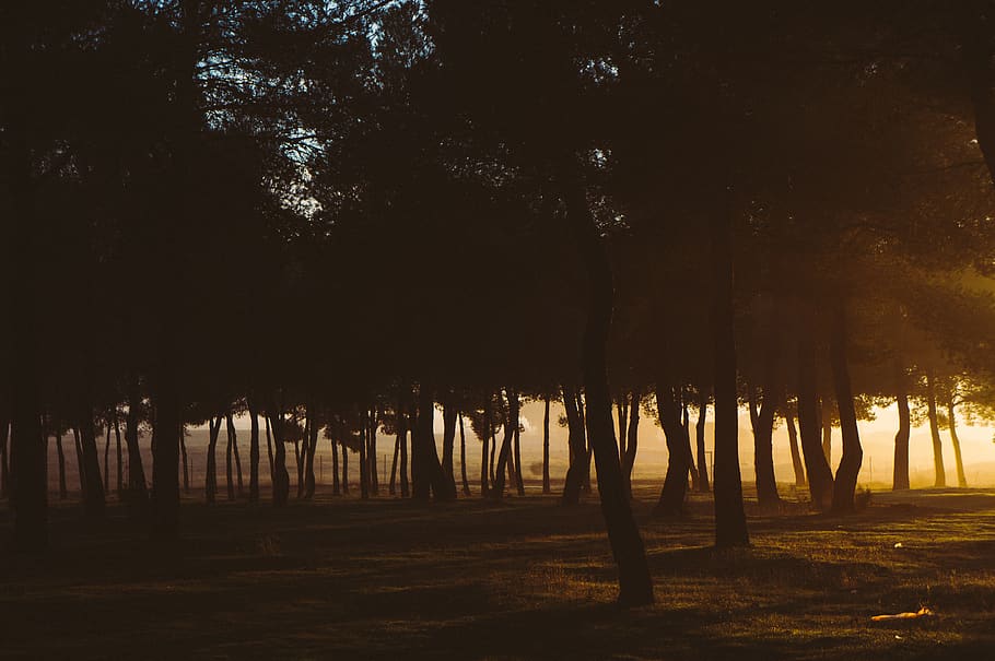 trees during sunset, plant, land, tranquility, forest, no people HD wallpaper