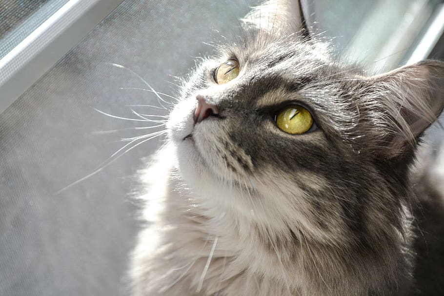 cat, kitty, house cat, pet, pet cat, pet kitty, domestic cat HD wallpaper