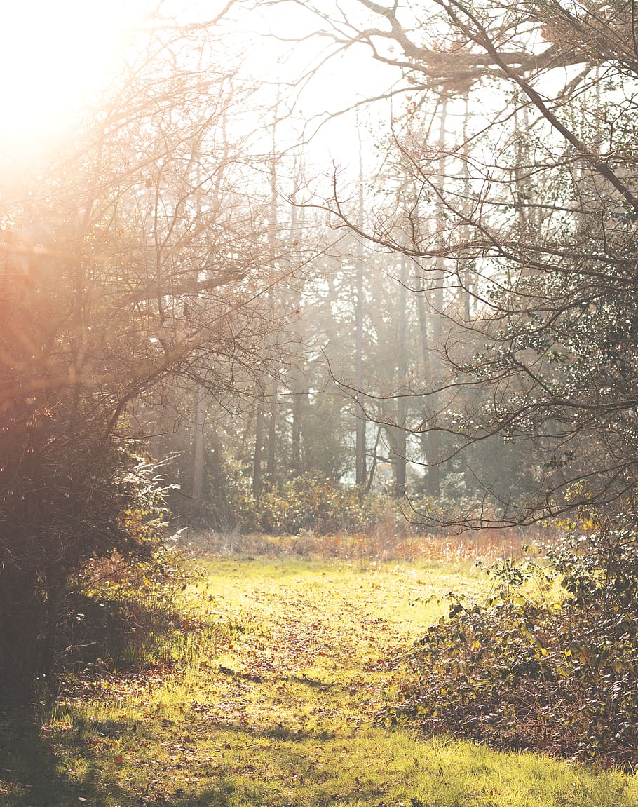 bare trees and grass field, plant, tranquility, land, beauty in nature HD wallpaper