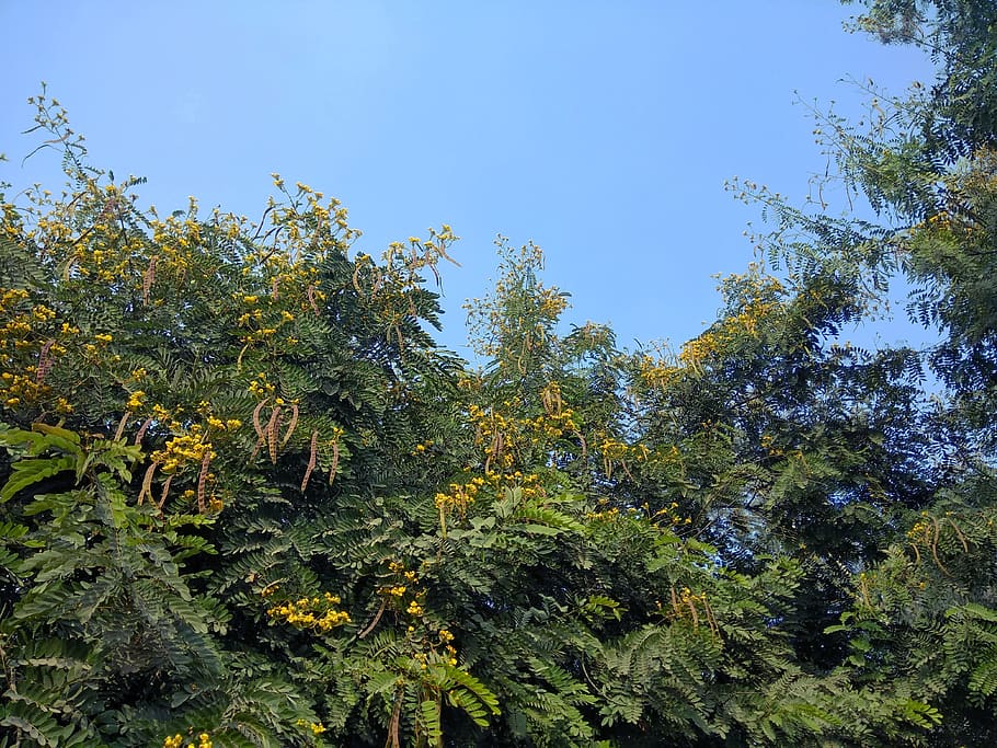 india, plant, tree, growth, beauty in nature, sky, green color HD wallpaper