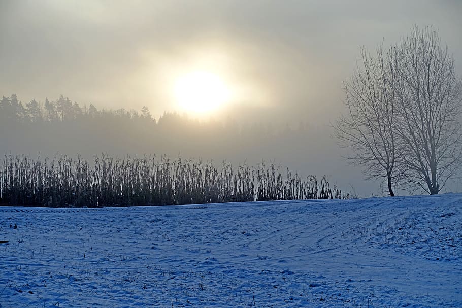 winter, wintry, snow, cold, nature, snowy, trees, winter magic HD wallpaper