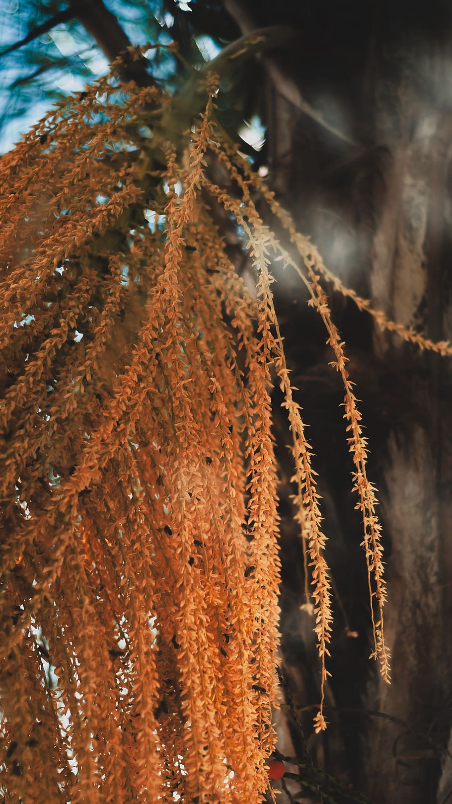 brown-leafed plant, grass, brazil, r. luís henrique de oliveira HD wallpaper