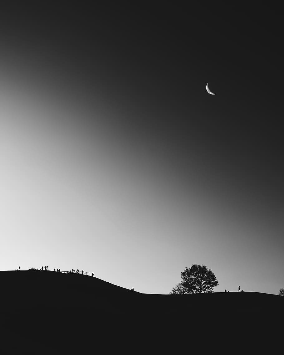 tree under half moon, sky, silhouette, copy space, clear sky HD wallpaper