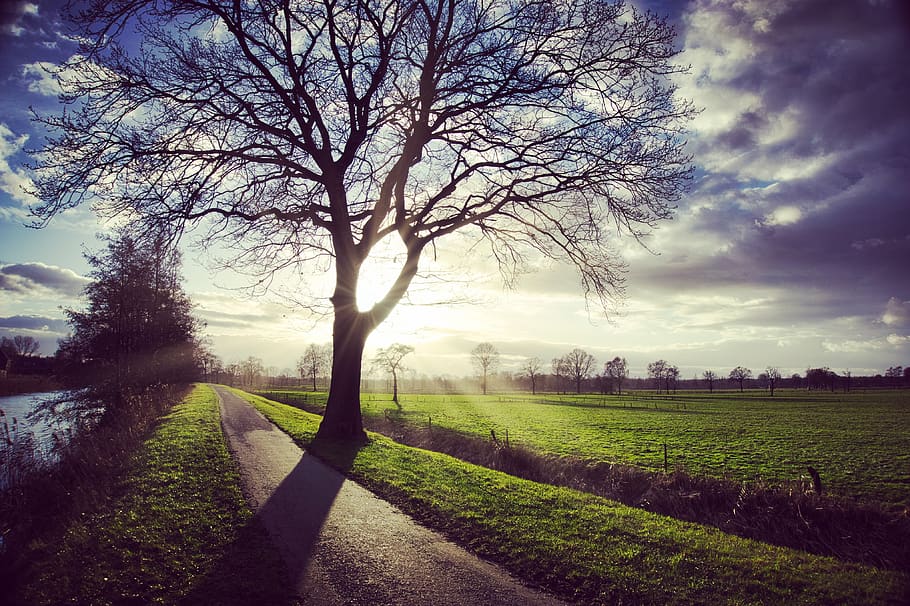 trees, sunray, sunset, plant, sky, nature, field, landscape HD wallpaper